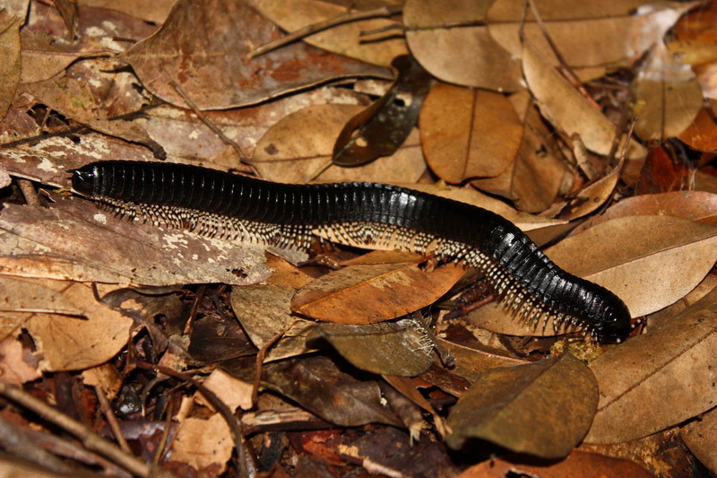 Sri Lanka, Sinharaja